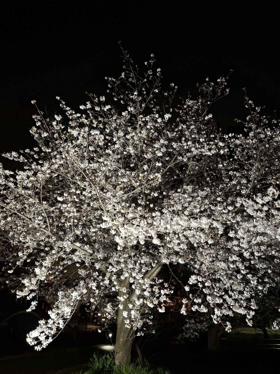 ぼてじゃこ　ぽてじゃこ tweet media