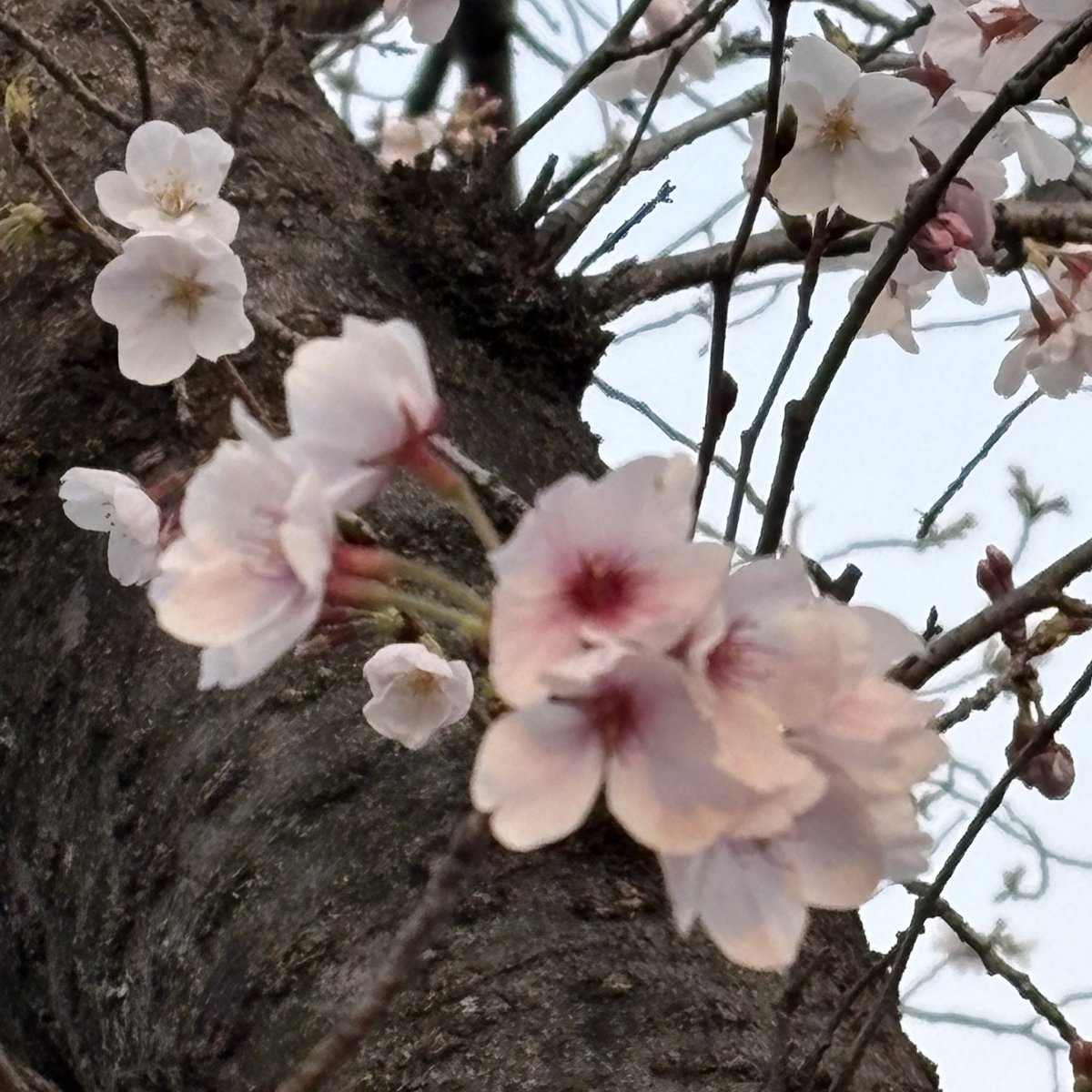 絵奈🍀energy tweet media