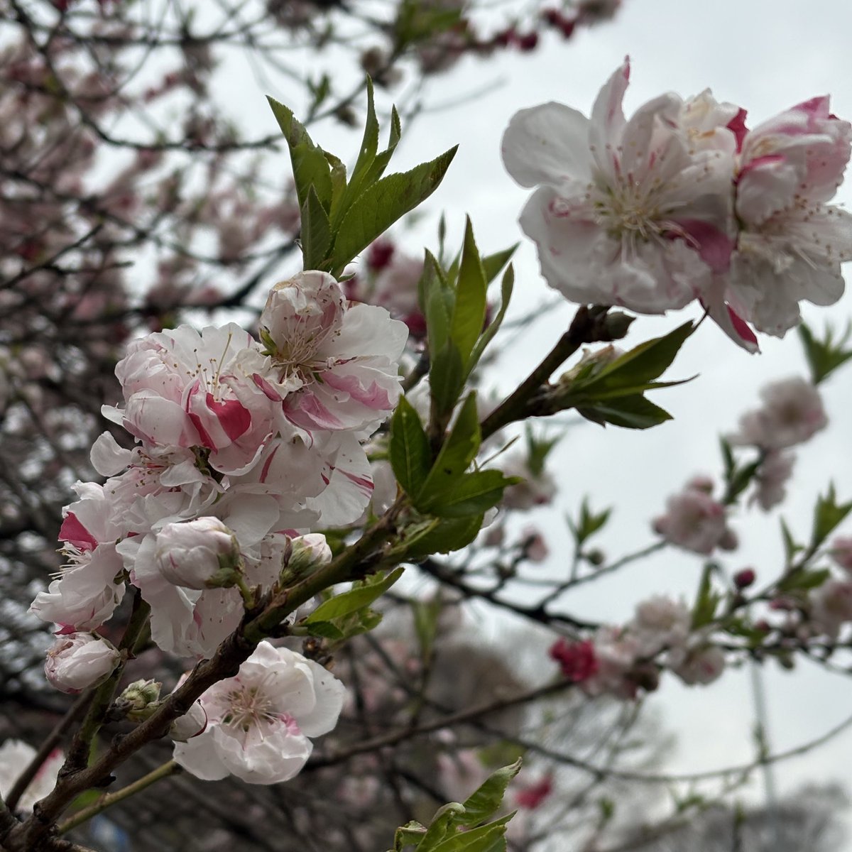 絵奈🍀energy tweet media