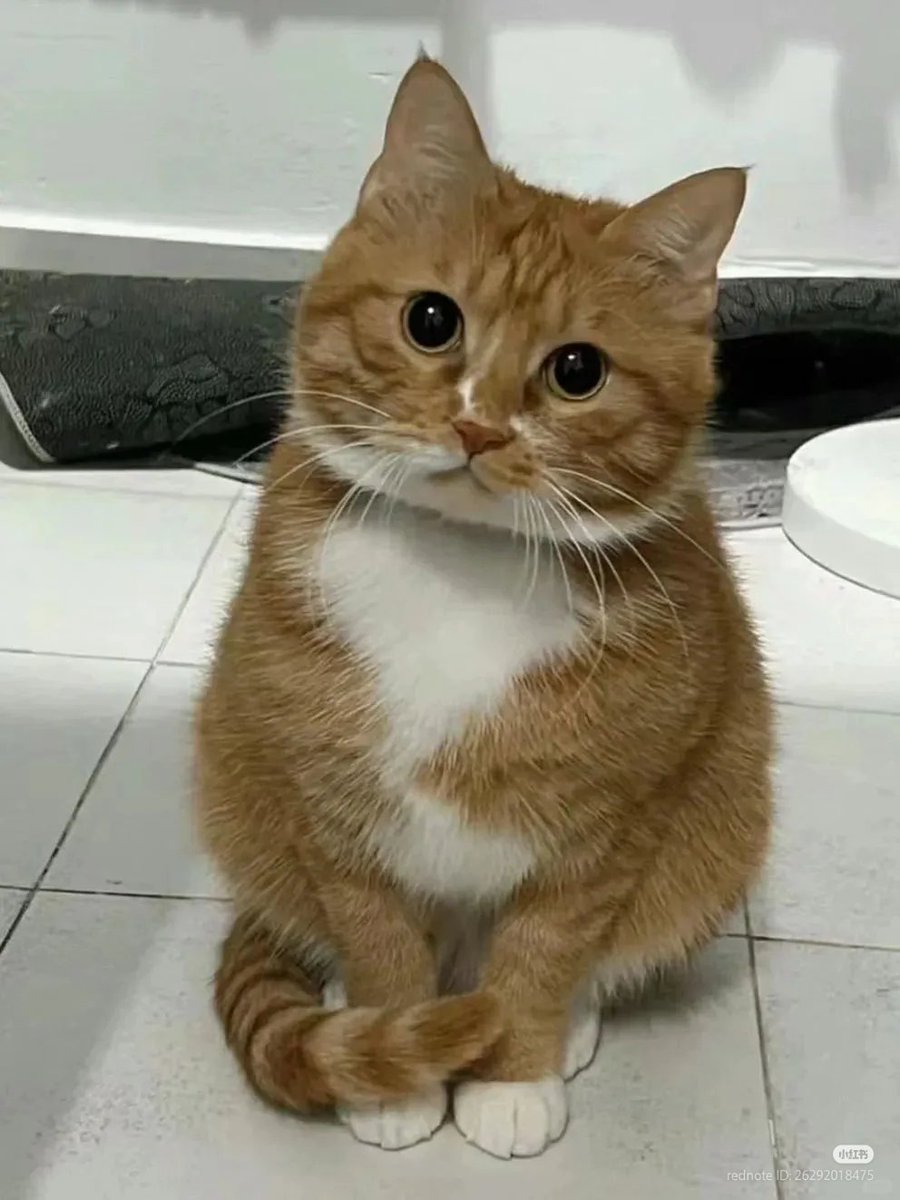 No Context Cats tweet media