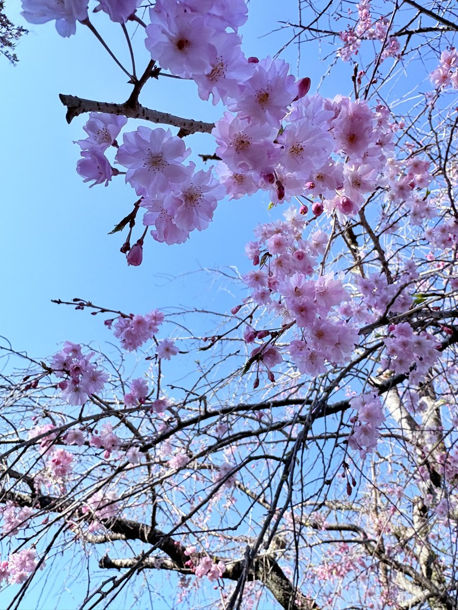 ꧁ 菊間まり 𝕄𝕒𝕣𝕚 𝕂𝕚𝕜𝕦𝕞𝕒 ꧂ tweet media