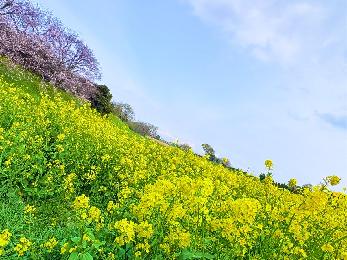 ꧁ 菊間まり 𝕄𝕒𝕣𝕚 𝕂𝕚𝕜𝕦𝕞𝕒 ꧂ tweet media