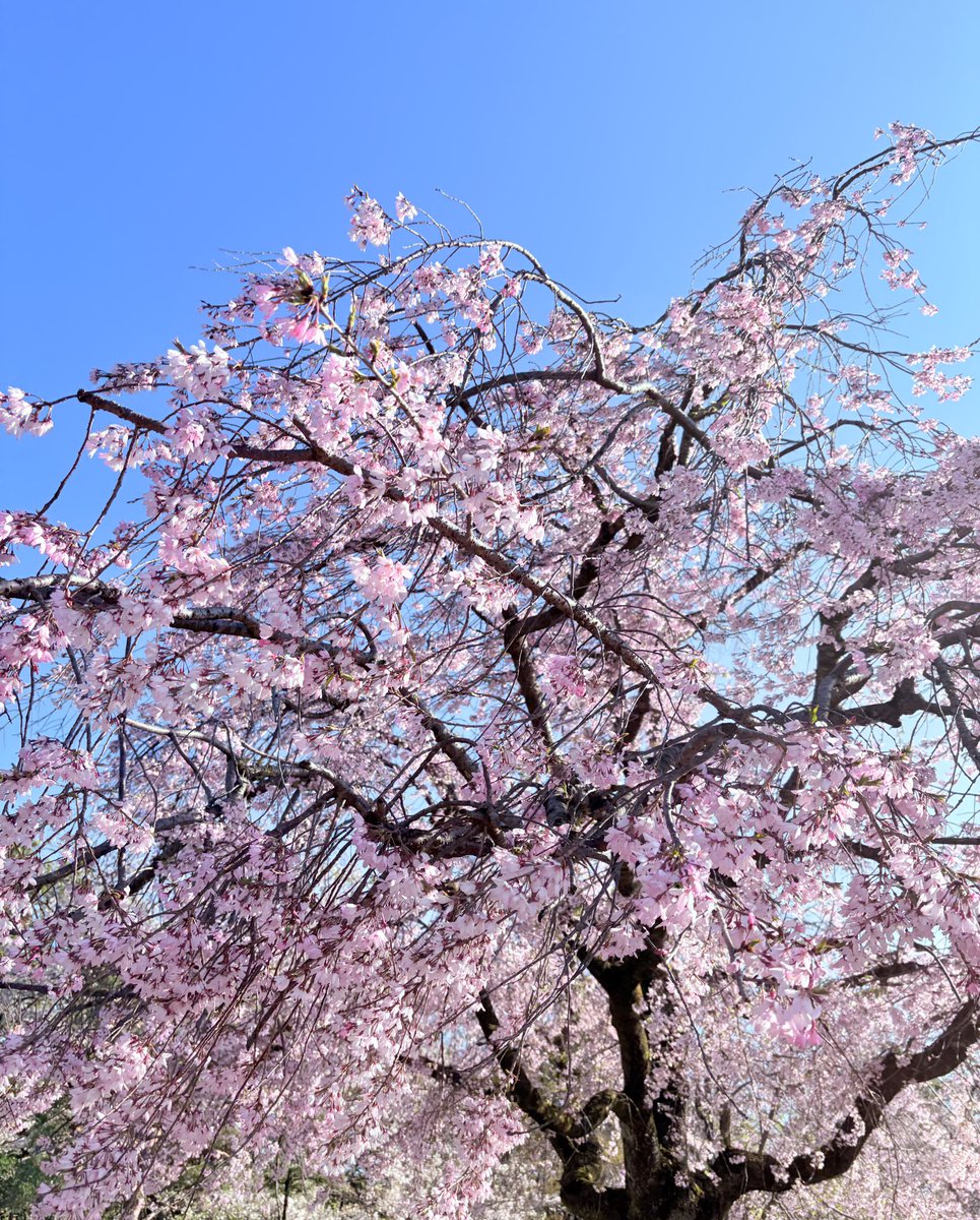 ꧁ 菊間まり 𝕄𝕒𝕣𝕚 𝕂𝕚𝕜𝕦𝕞𝕒 ꧂ tweet media