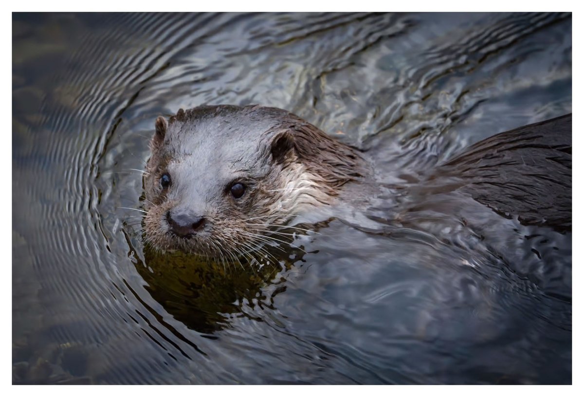 Fotospeed tweet media