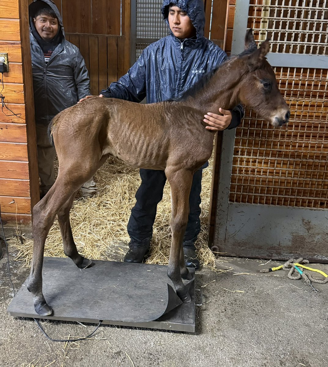 Schwing Thoroughbreds tweet media
