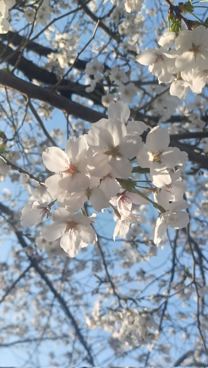 towa_____'s tweet photo. 扇町桜まつり行ってきた💕🌸 https://t.co/Q3VIZ4H2lV