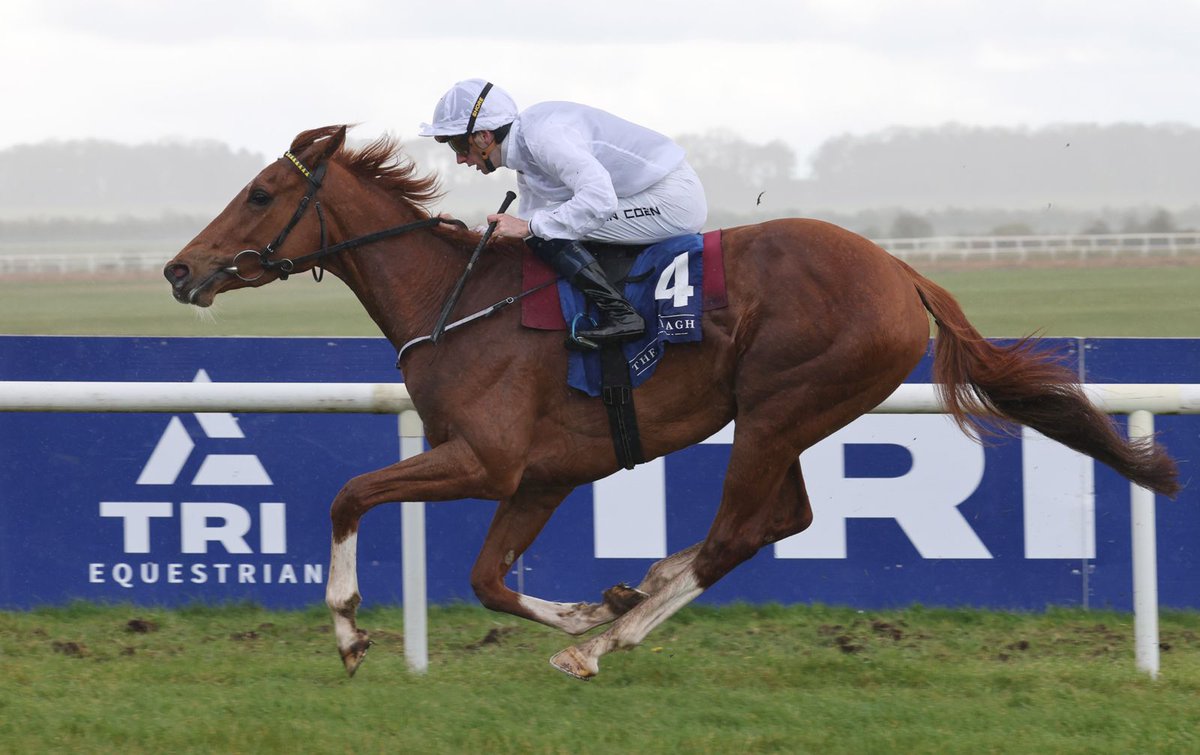 Irish Stallion Farms tweet media