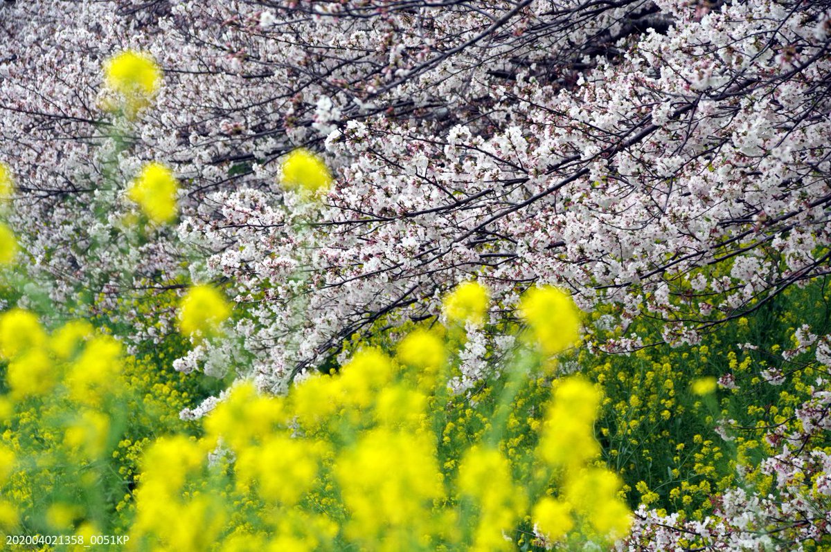 マヌちゃん (MANU-chan) tweet media