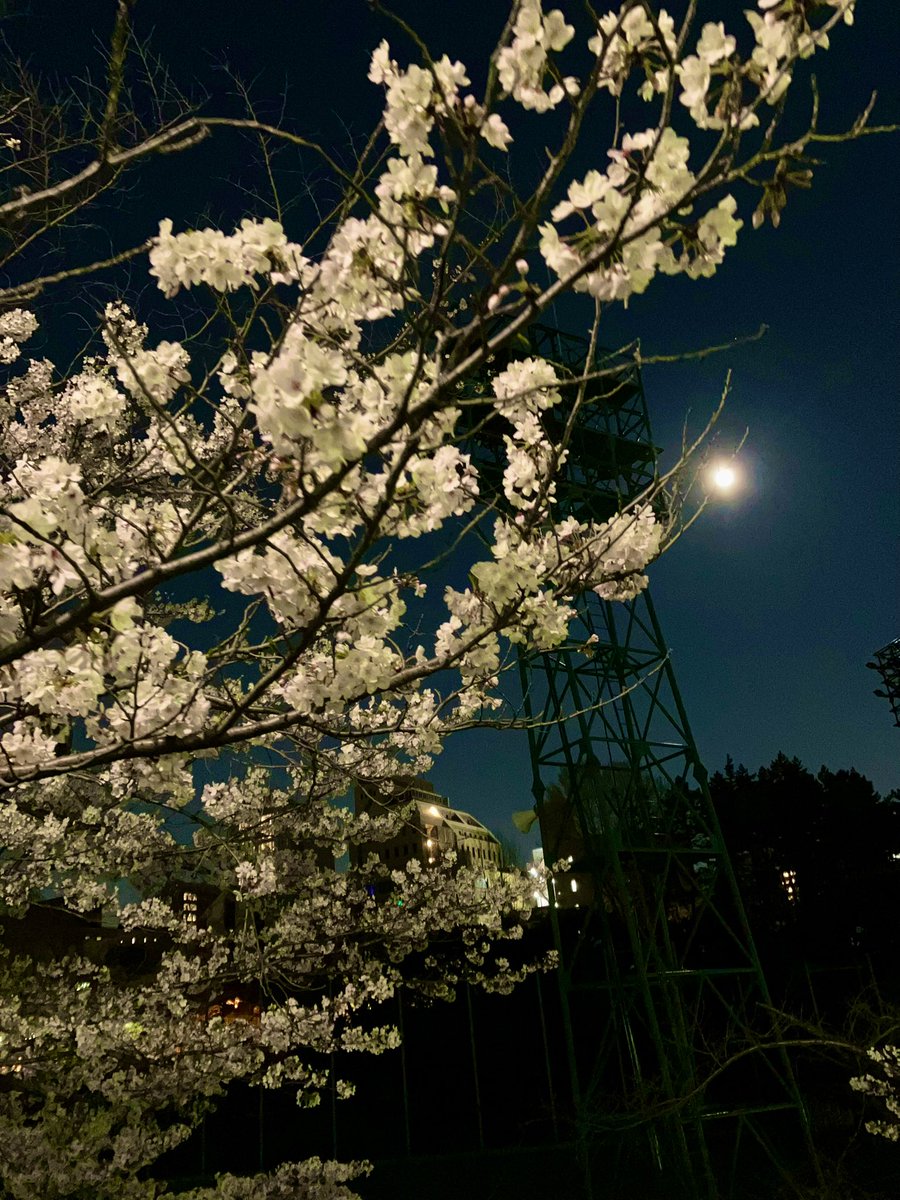 CDCOvBgEdJ5FaJc's tweet photo. シゴオワ。目がしょぼしょぼで帰り道の桜もボケまくる… https://t.co/SI6EXBoI26