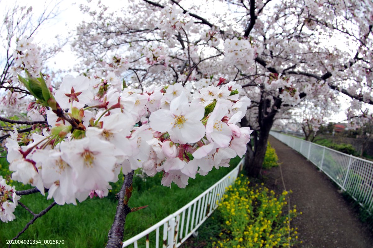 マヌちゃん (MANU-chan) tweet media