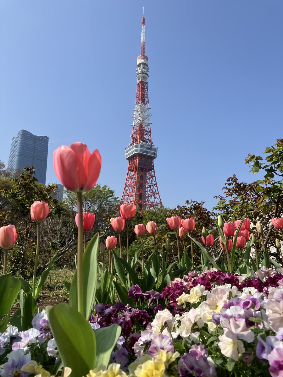 CDCOvBgEdJ5FaJc's tweet photo. 先週末の東京タワーとチューリップ🌷 https://t.co/Ae8osyhN6k