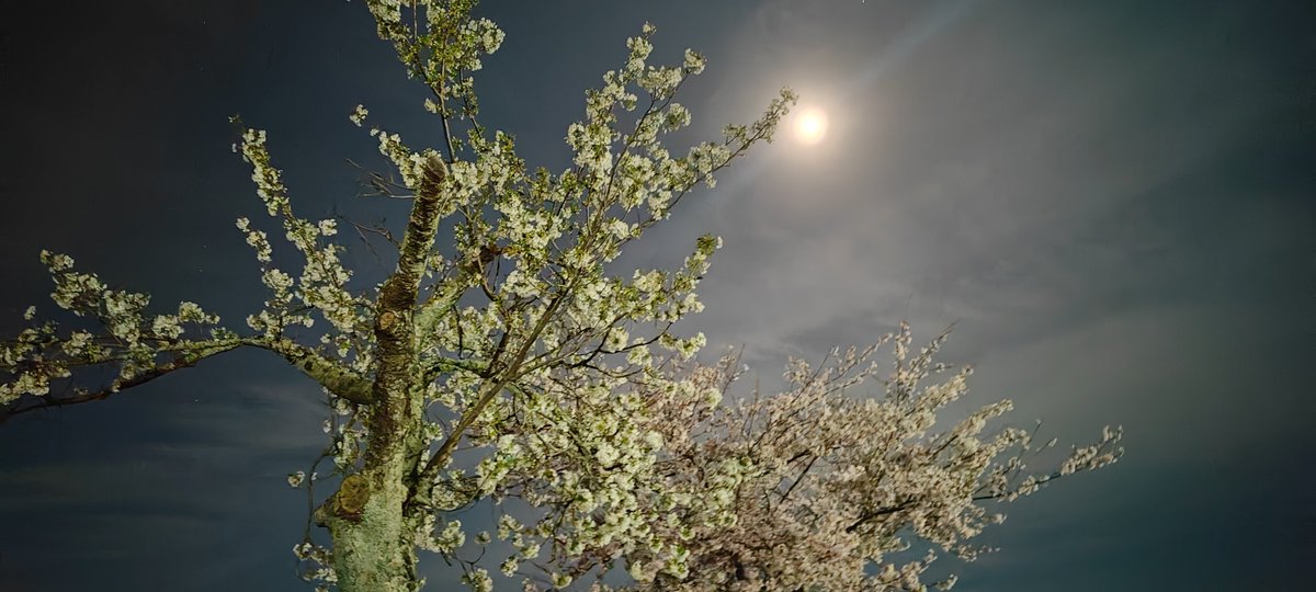 クロエ@FL1_CIVIC_RS_シビックRS tweet media