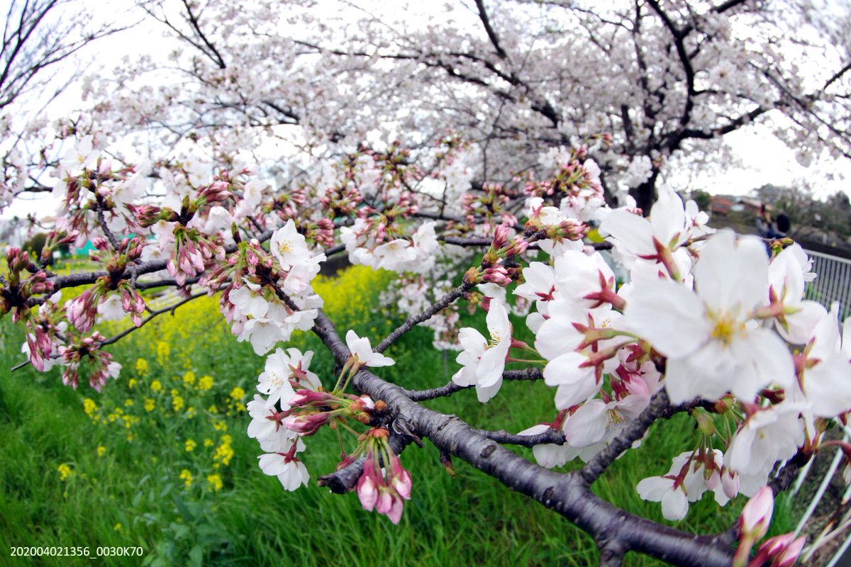 マヌちゃん (MANU-chan) tweet media