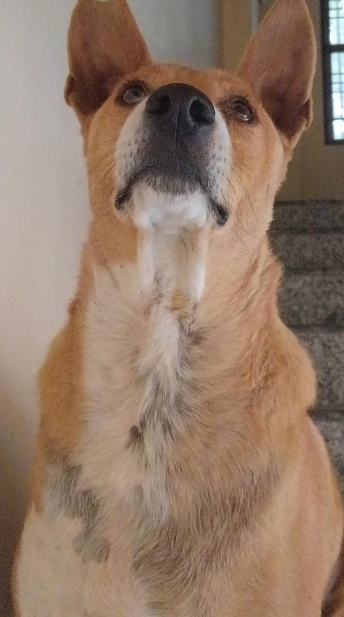 Āgastyā tweet media