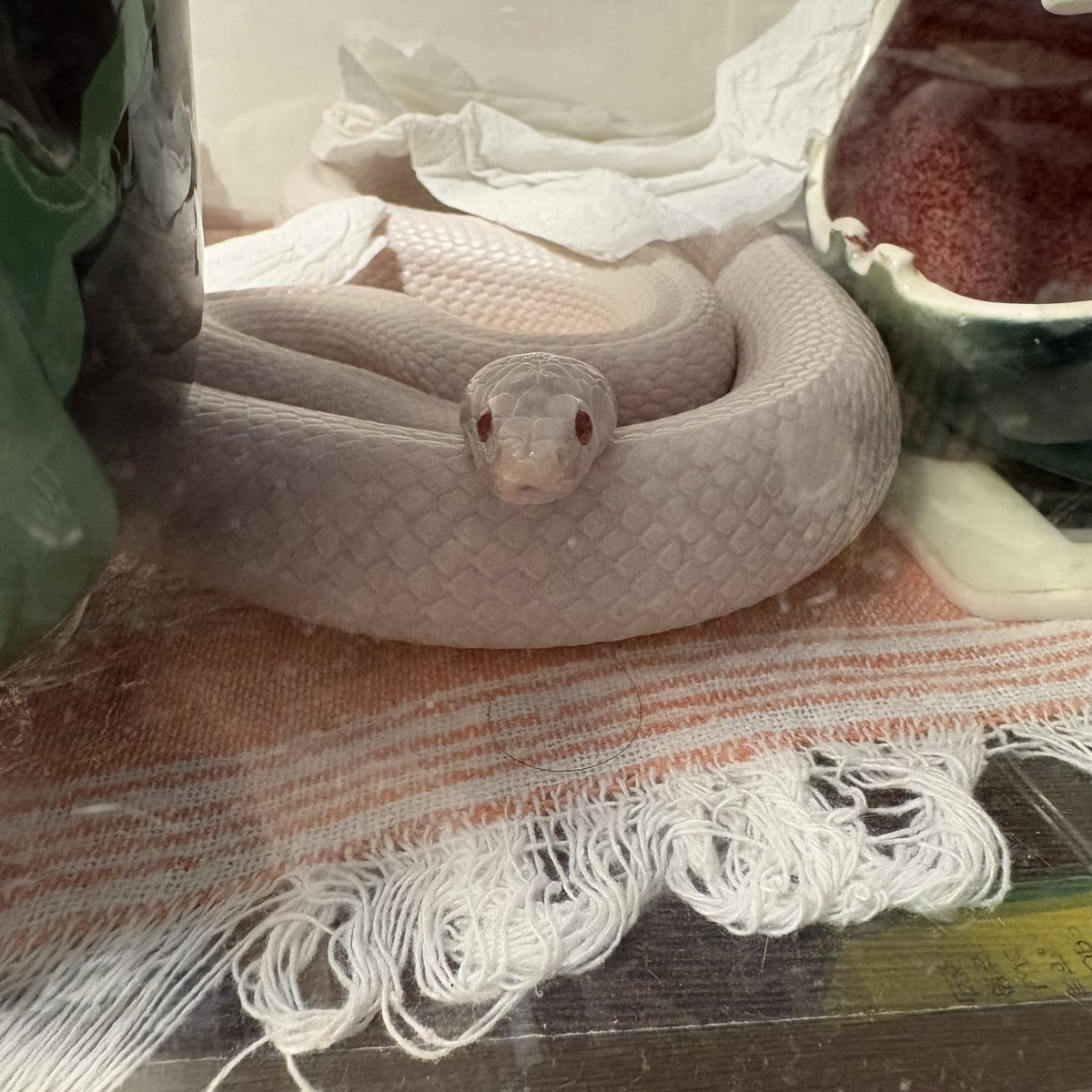 へびも庵のへびたち tweet media