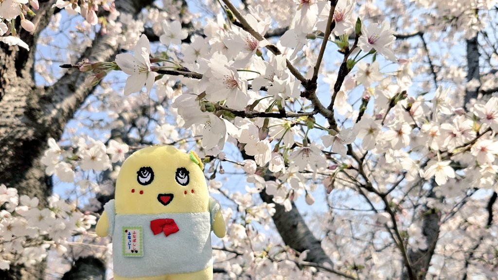 ふなぷり tweet media