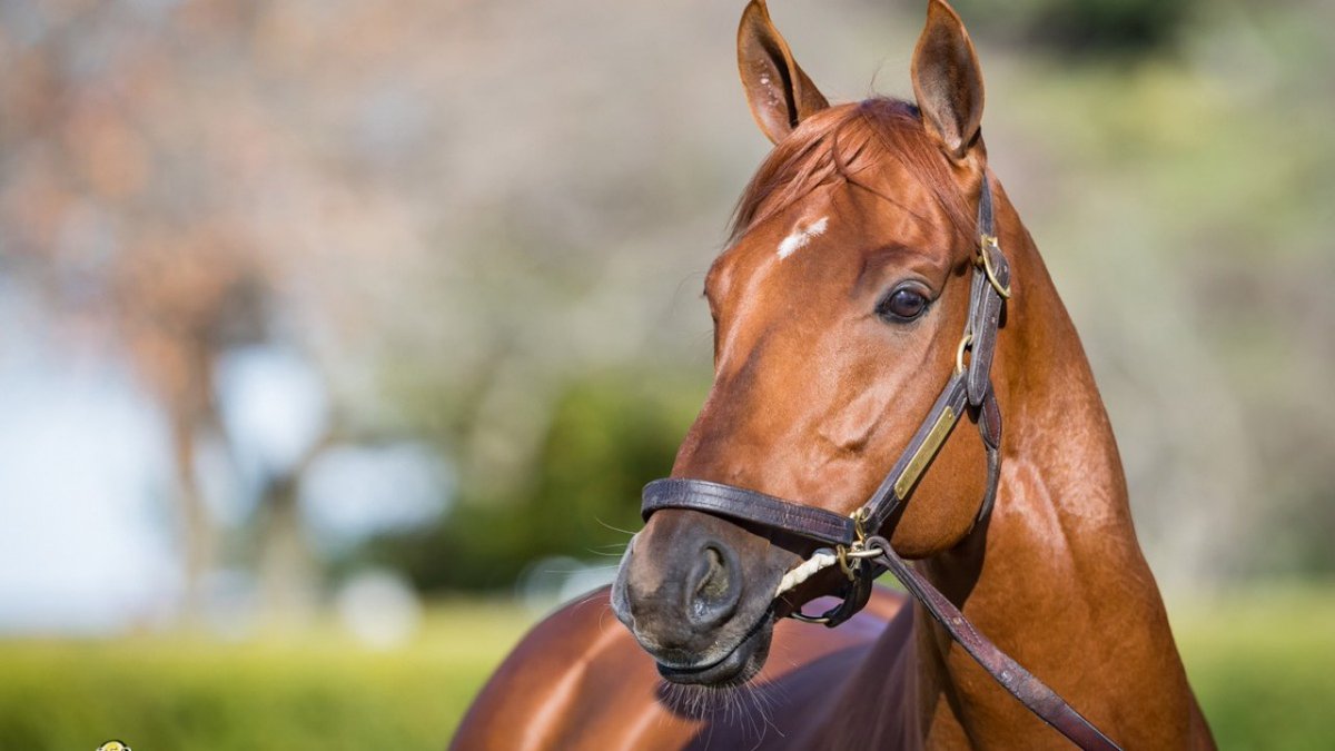 Turf Diario tweet media