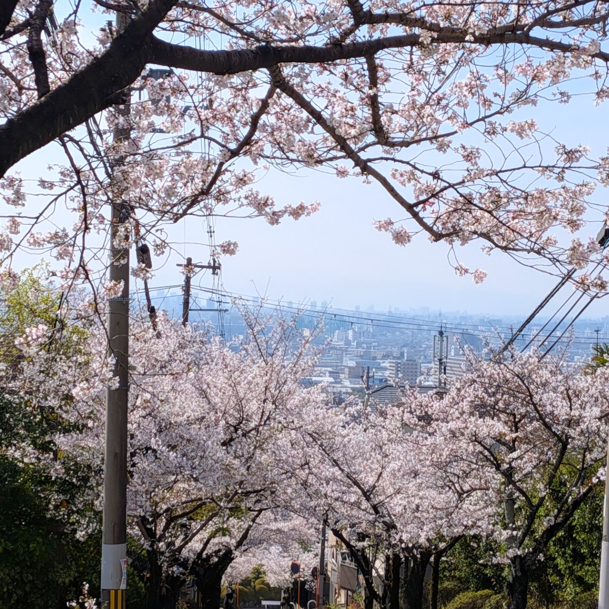 emi_emi1979's tweet photo. 春や〜🌸🌸🌸
当たり前の時間が
幸せで愛おしい…

#東大阪 
#桜坂 
#夕陽 https://t.co/9g2m9AX6G5