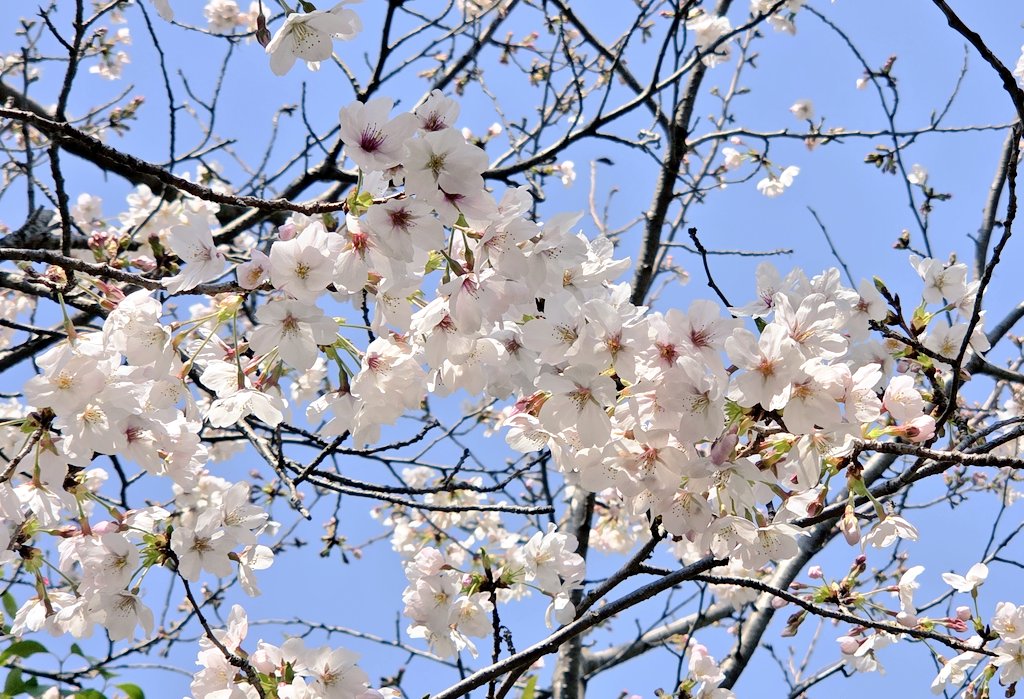 ふなぷり tweet media