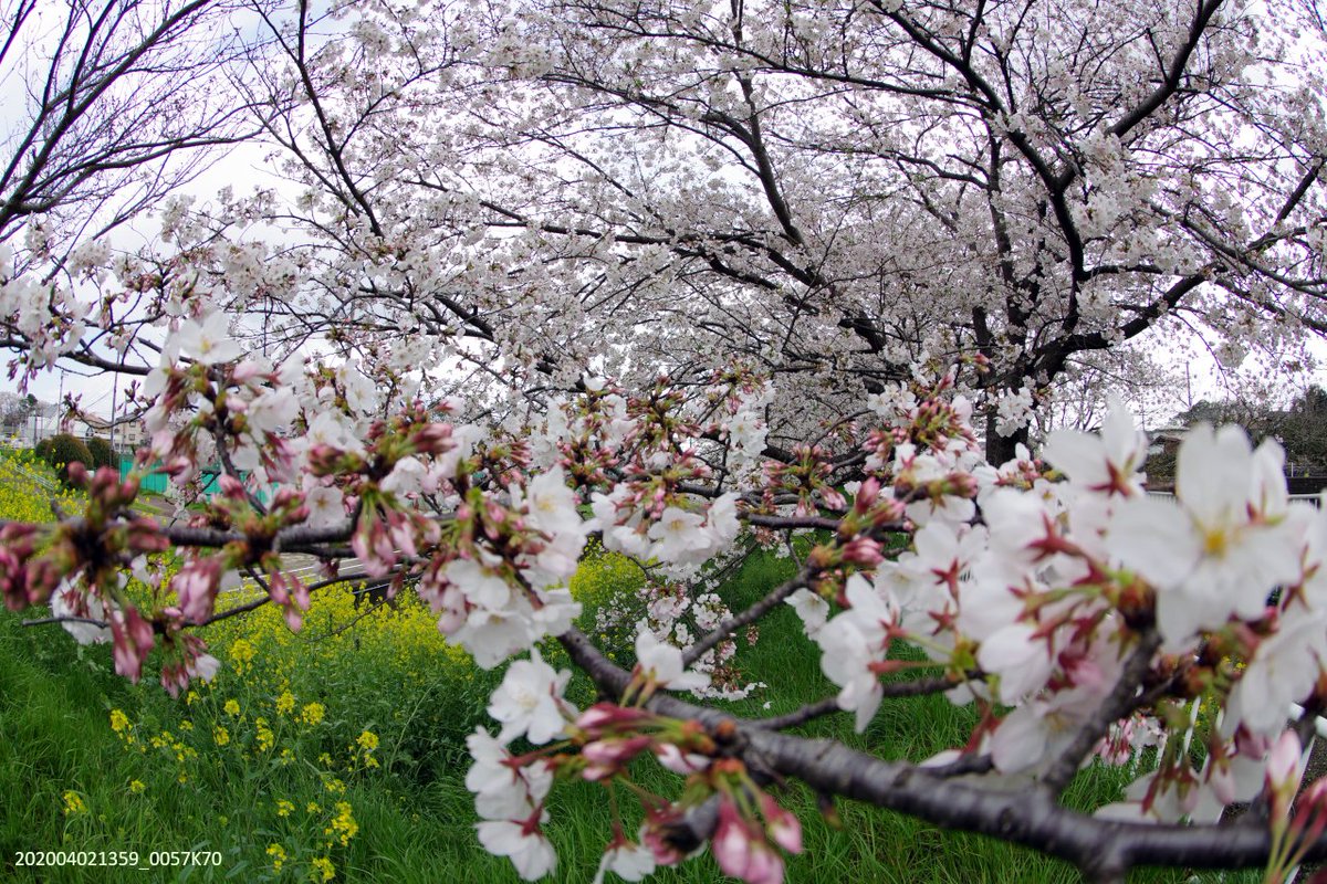 マヌちゃん (MANU-chan) tweet media