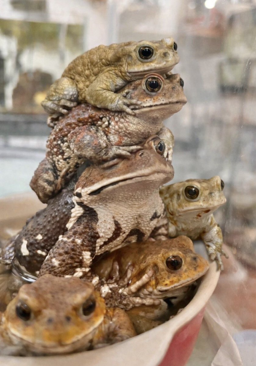 ごもら tweet media