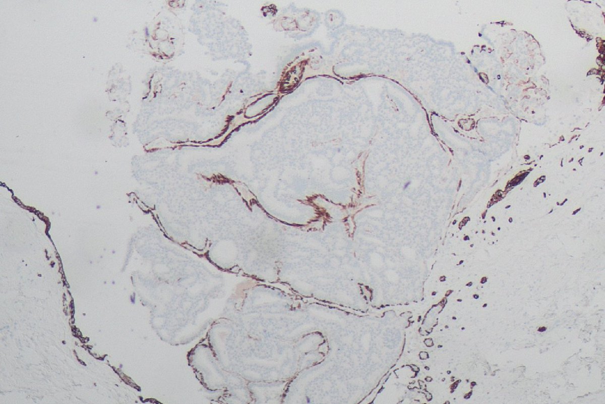 Masood Hassan tweet media