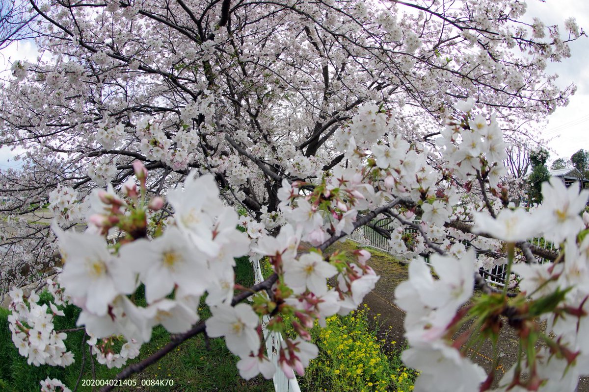 マヌちゃん (MANU-chan) tweet media