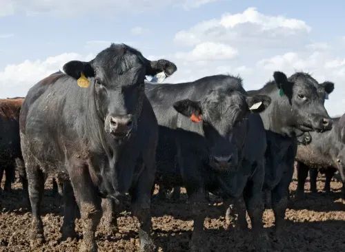 Foley Power Solutions tweet media