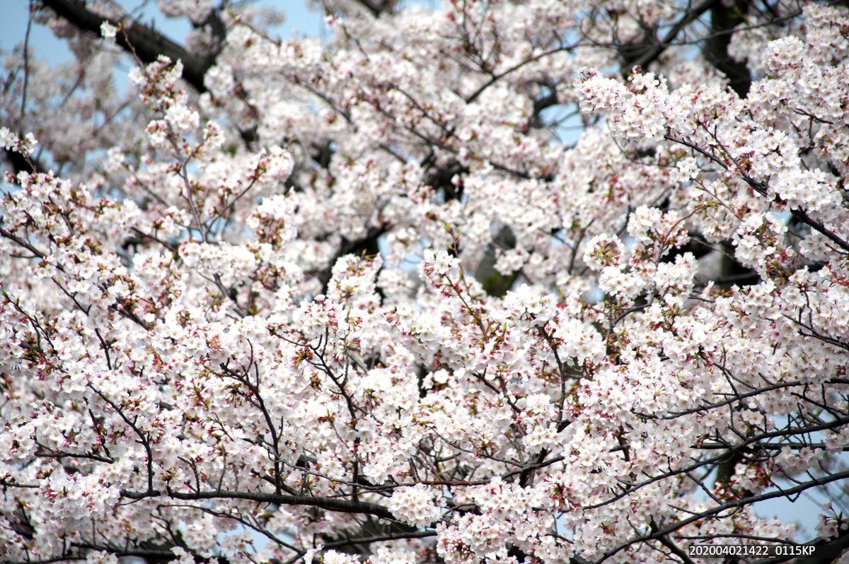 マヌちゃん (MANU-chan) tweet media