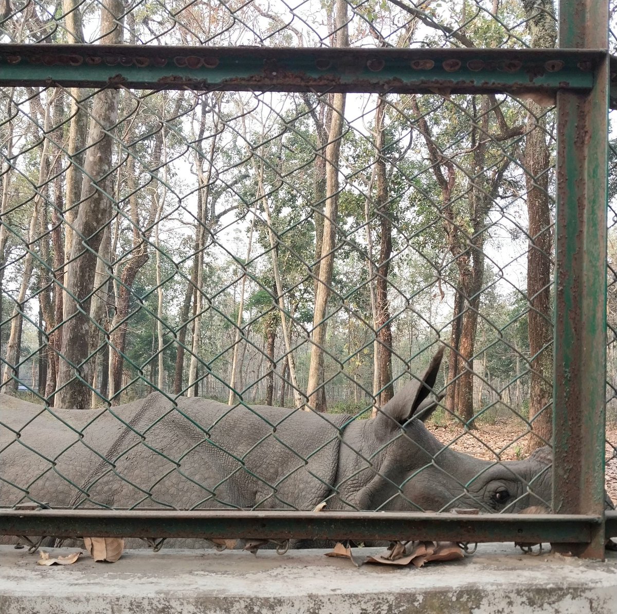 deepanwita_t's tweet image. Can #climatechange put #rhinos in danger? Experts think so. The #Darjeeling floods last year inundated #Jaldapara, and some animals were stranded, said @ParveenKaswan for my story in @down2earthindia.
@HelpingRhinos 
downtoearth.org.in/wildlife-biodi…
Photo: A rhino at a secure facility.