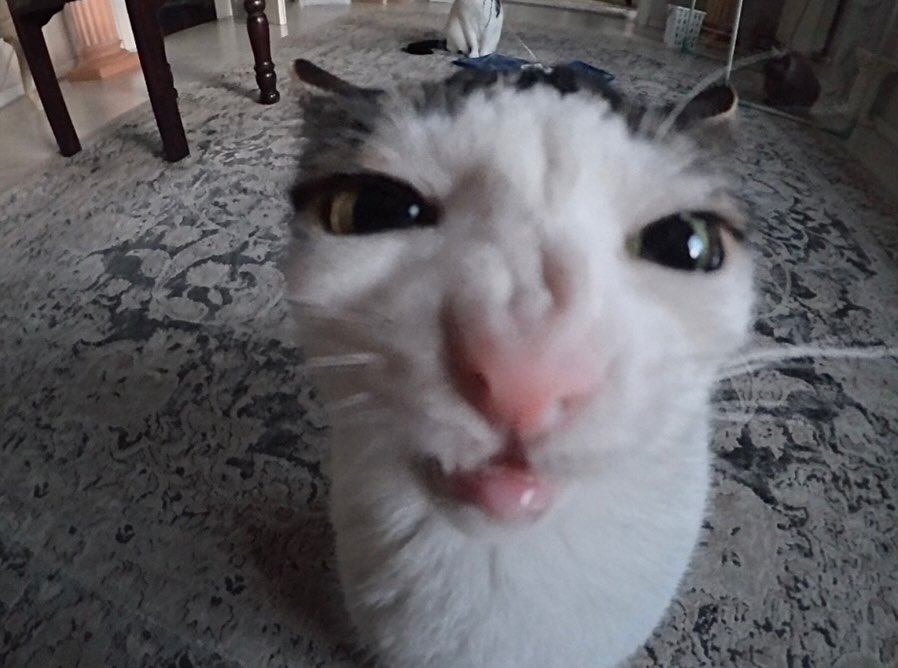 Cats for Happiness. (@joyfullcat) on Twitter photo 