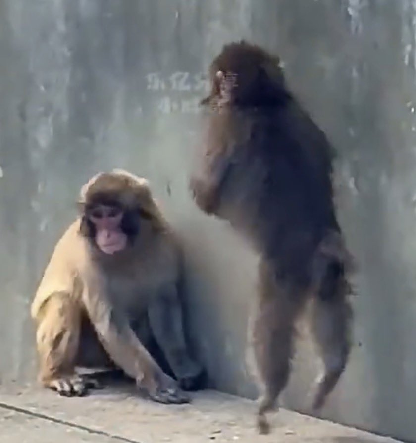 punch fan account パンチファンアカウント tweet media