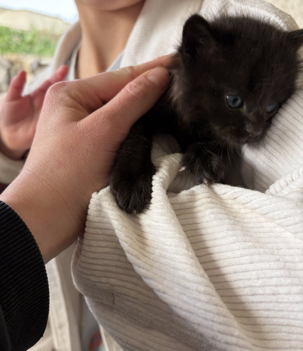 שיר גרובייס tweet media