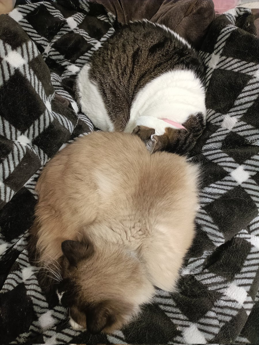 kunugi0604's tweet photo. ねこふたつ https://t.co/8UlNegUgdS