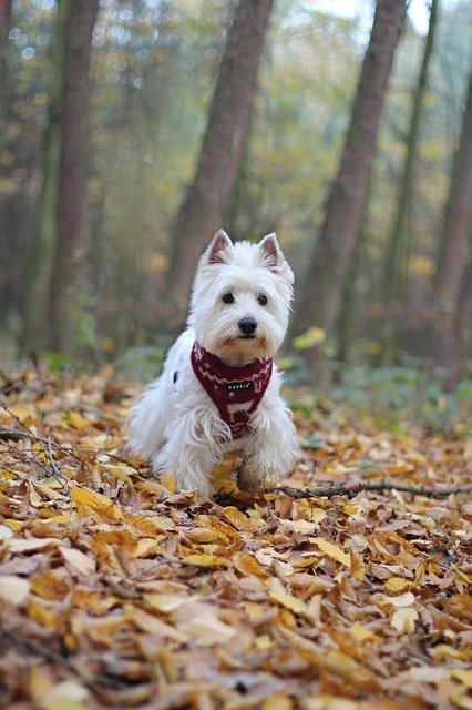 Paul Woods tweet media