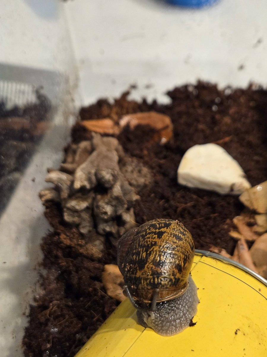 Snailry says Hello :=3