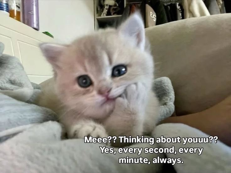 ｡. 쿤팁 ɪs ᴡᴀᴛᴄʜɪɴɢ ᴜ ｡.♡ tweet media