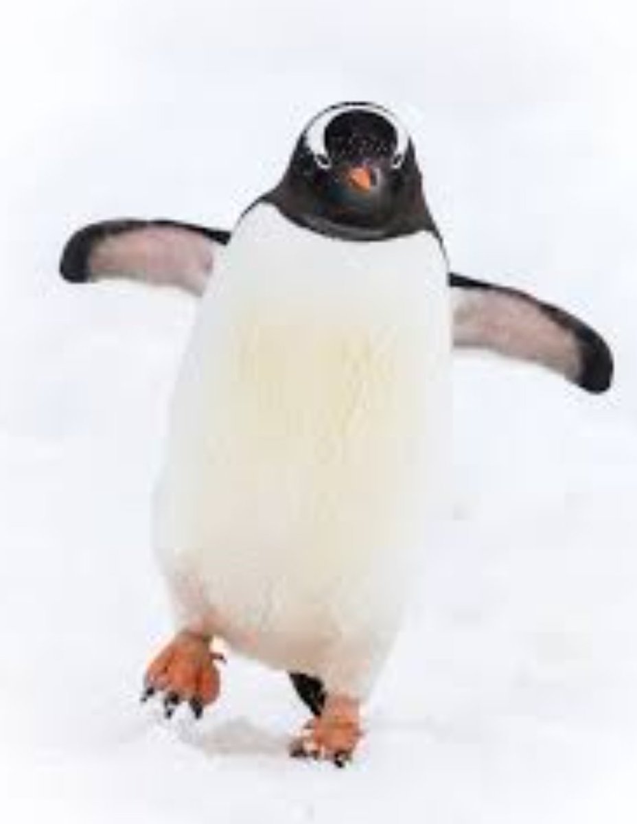 أيمن محمد tweet media