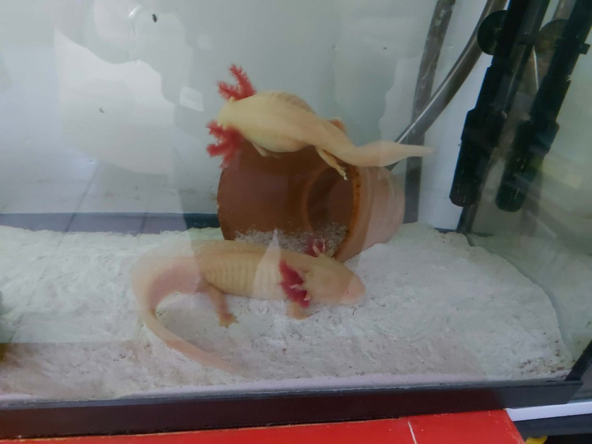 MissTrognon tweet media