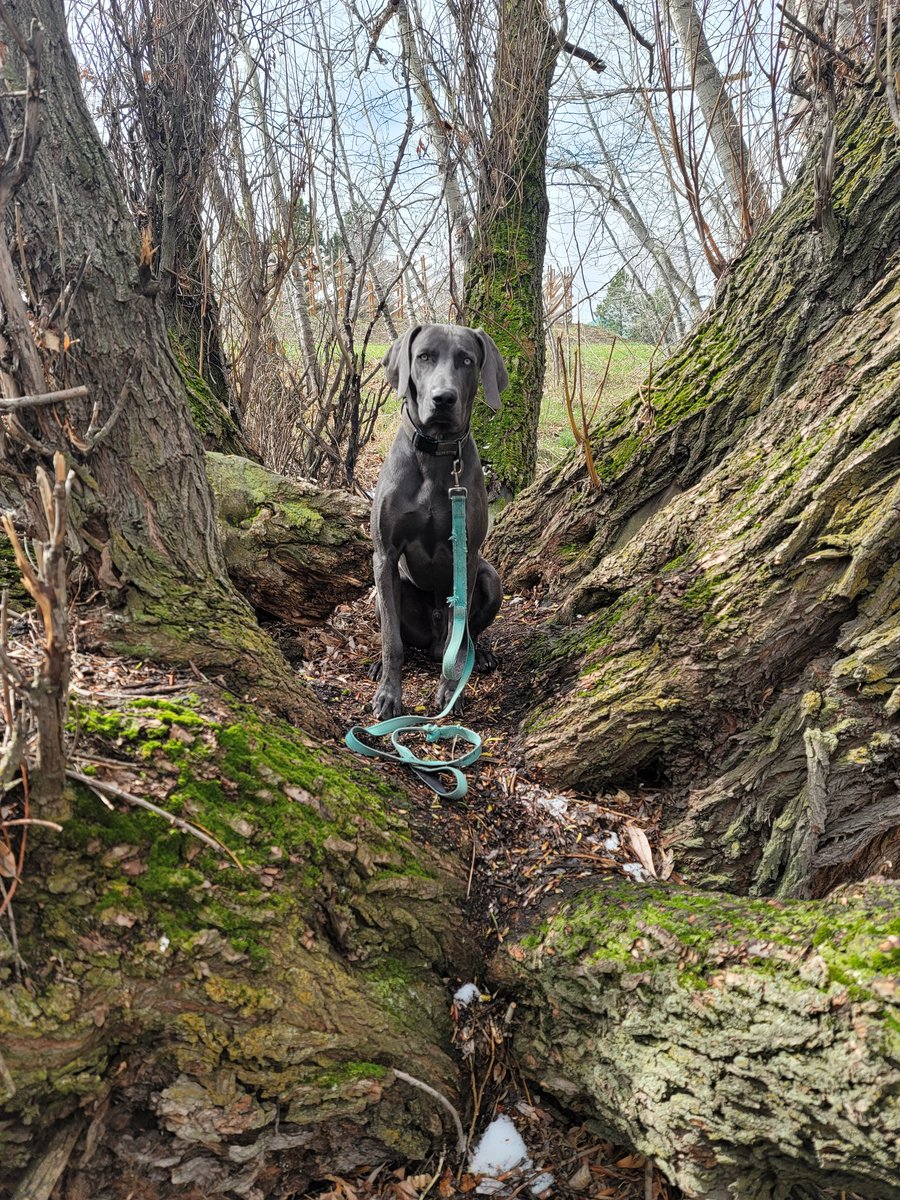 Red Panda in the Woods tweet media