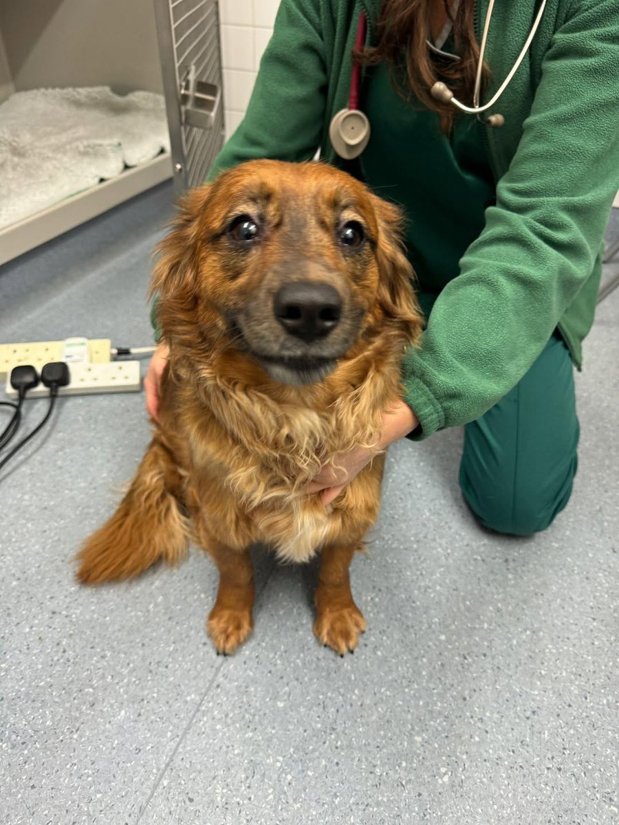 Animal Adoptions UK 🐕🦺🐈🐎❤️ tweet media