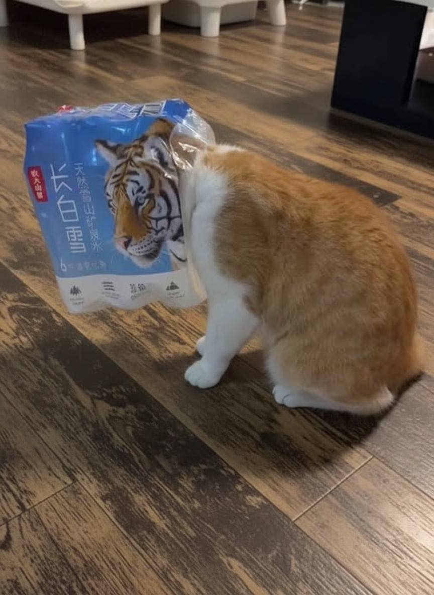 Bichinhos fofinhos pra quem ta cansado tweet media