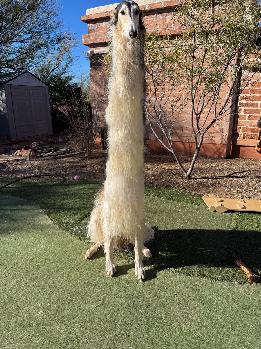 Esper Borzoi tweet media