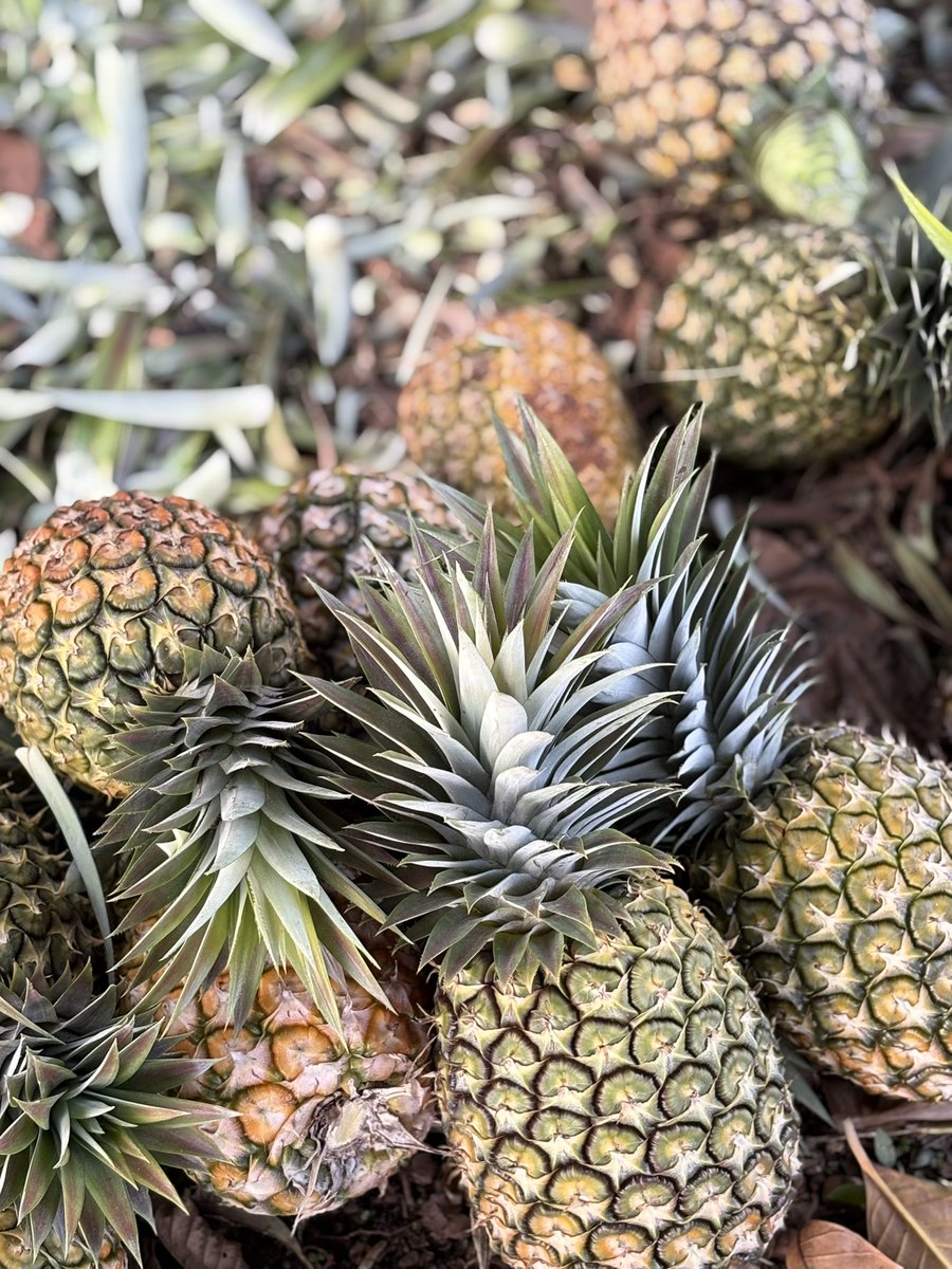 Ms_Vee👸🏽 tweet media