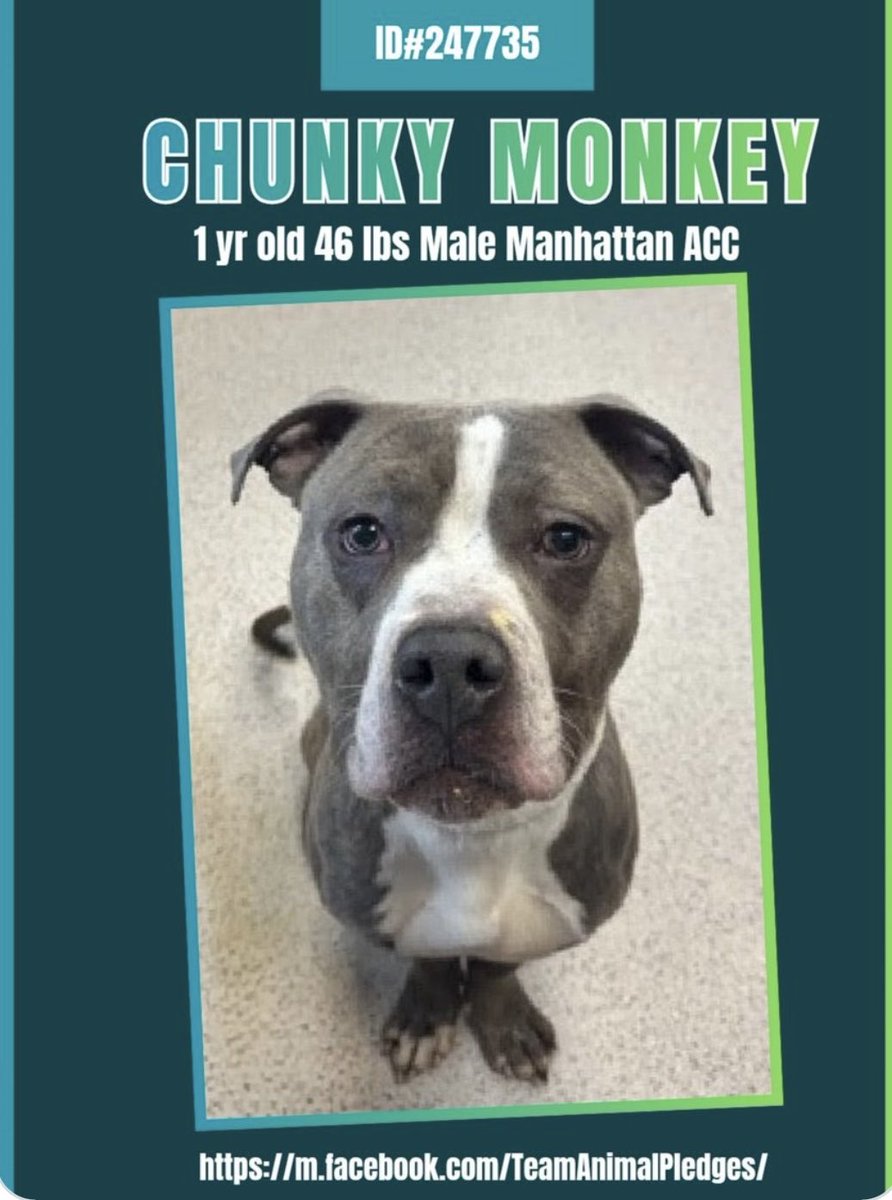 NYC ACC KILLS | TSNY tweet media