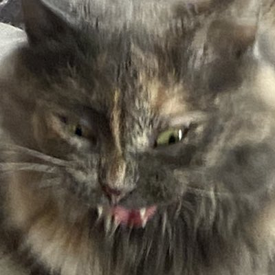 Barb Lights tweet media