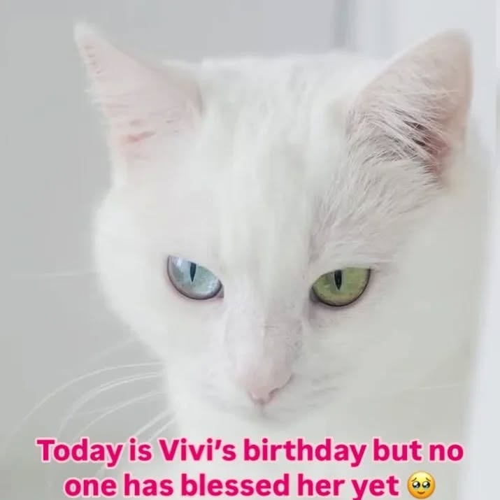 Can you bless vivi♥?