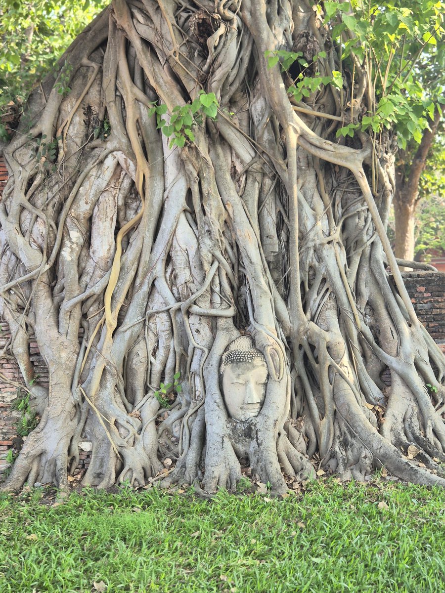 Dit blijft toch echt wel spectaculair  #Ayutthaya