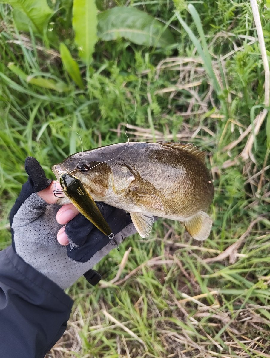 てんちょ tweet media