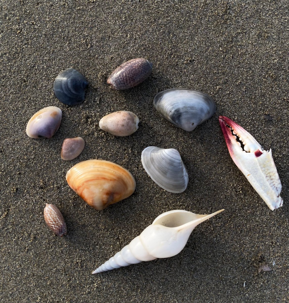 sushi or sus tweet media